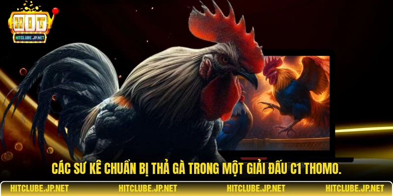 Các sư kê chuẩn bị thả gà trong một giải đấu C1 Thomo.