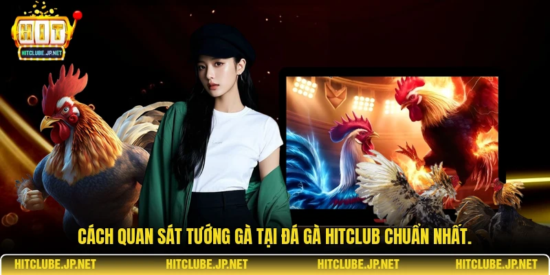 Cách quan sát tướng gà tại đá gà Hitclub chuẩn nhất.