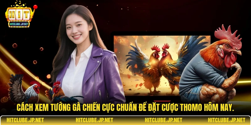 Cách xem tướng gà chiến cực chuẩn để đặt cược Thomo hôm nay.