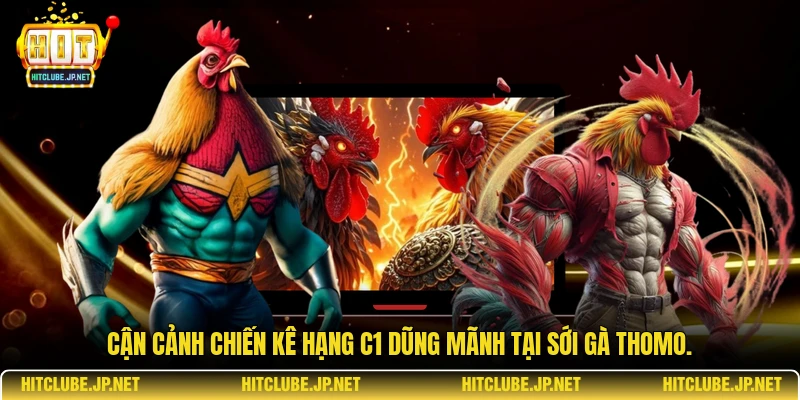 Cận cảnh chiến kê hạng C1 dũng mãnh tại sới gà Thomo.