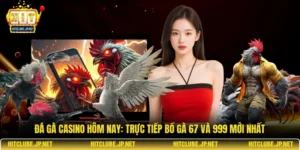 Đá gà casino hôm nay: Trực tiếp bồ gà 67 và 999 mới nhất