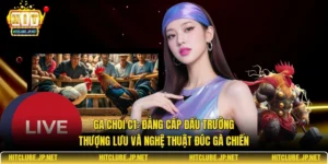 Ga choi C1: Đẳng cấp đấu trường thượng lưu và nghệ thuật đúc gà chiến