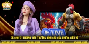 Gà chọi C1 Thomo: Đấu trường đỉnh cao của những siêu kê