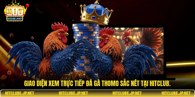 Giao diện xem trực tiếp đá gà Thomo sắc nét tại Hitclub.