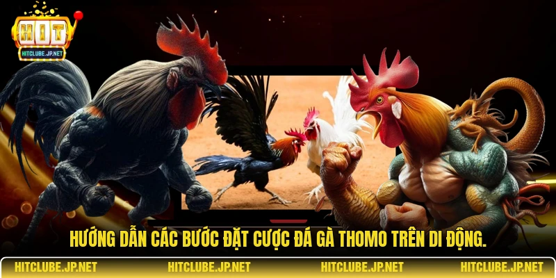  Hướng dẫn các bước đặt cược đá gà Thomo trên di động.