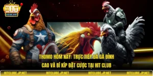 Thomo hôm nay: Trực tiếp đá gà đỉnh cao và bí kíp đặt cược tại Hit Club