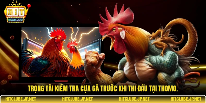Trọng tài kiểm tra cựa gà trước khi thi đấu tại Thomo.