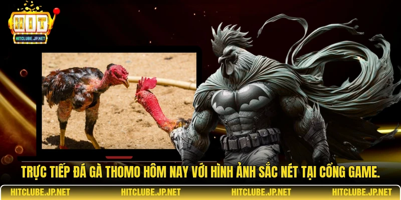 Trực tiếp đá gà Thomo hôm nay với hình ảnh sắc nét tại cổng game.